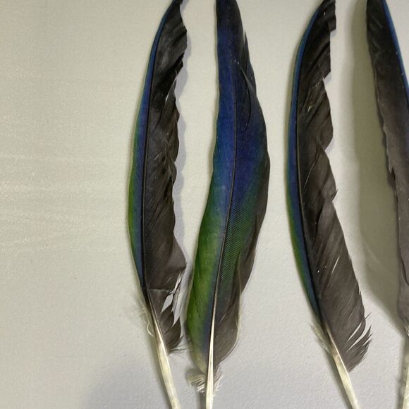 Nanday Conure Parrot Feathers Green Blue Black Mixed Naturally Molted 22 Piece - Picture 6 of 8